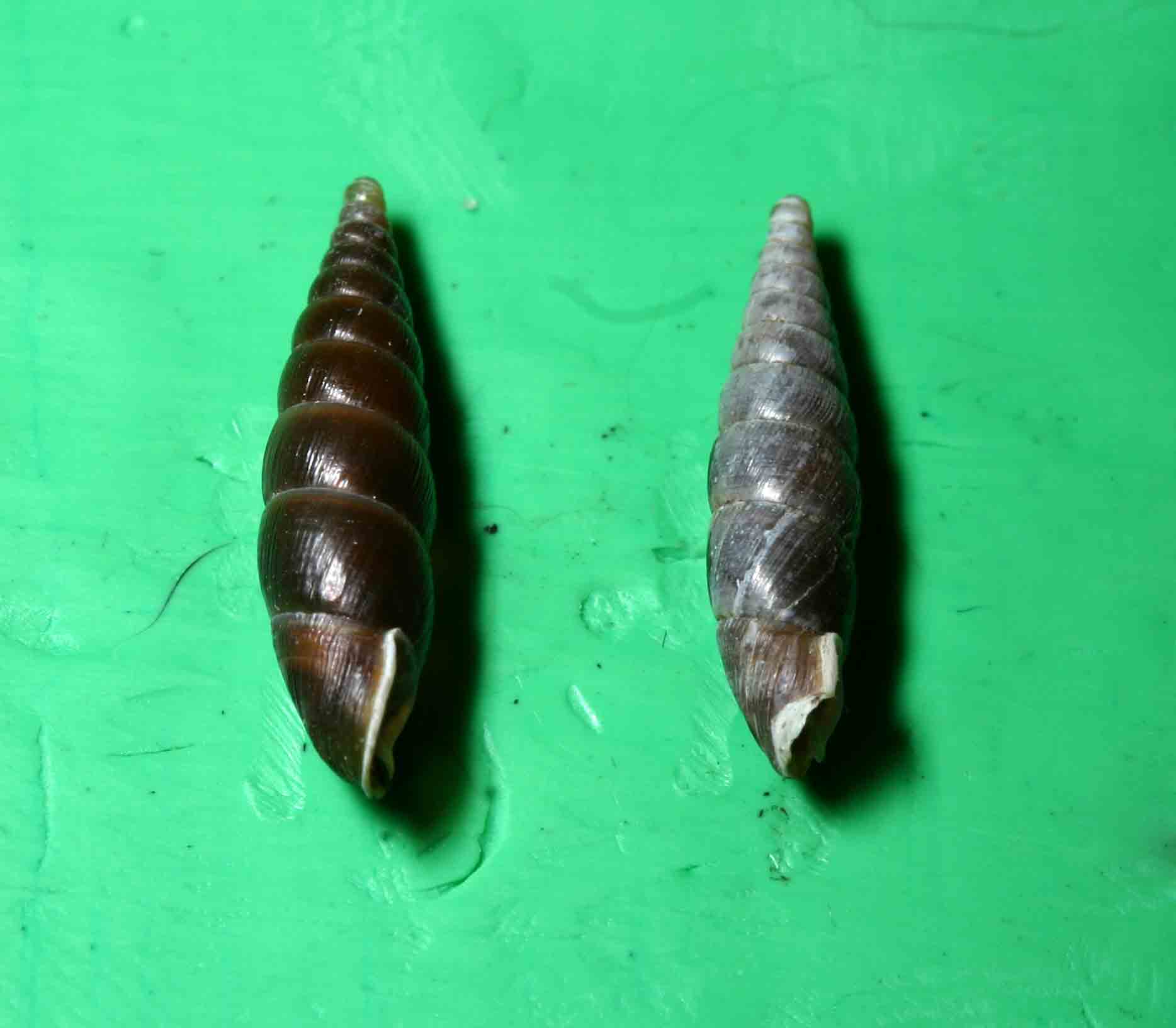 Cochlodina (Cochlodina) laminata laminata (Montagu, 1803)